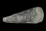 Cretaceous Conulariid Fossil - Kansas #143475-1